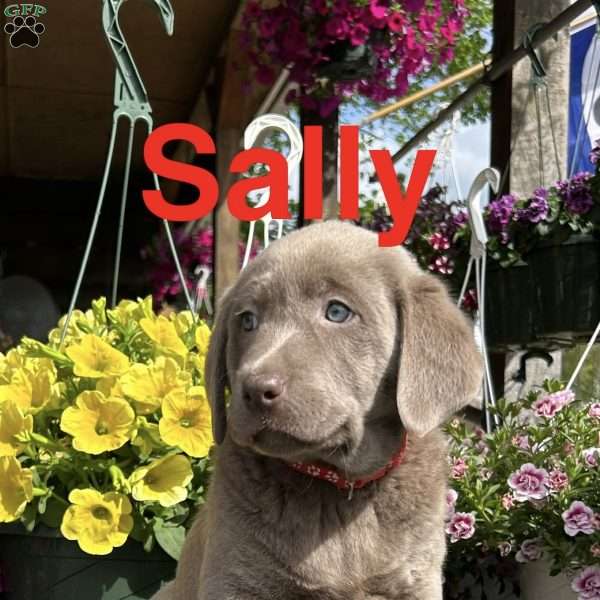 Sally, Silver Labrador Retriever Puppy